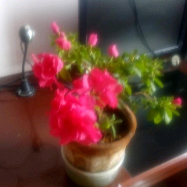 燕飞南下