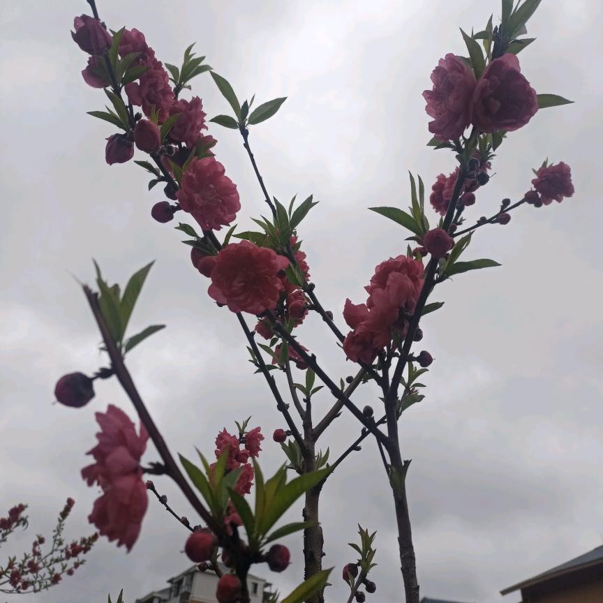 亮梅脐橙产业