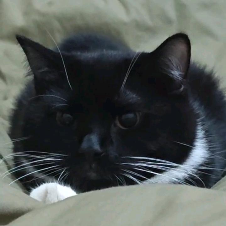 抖音见证物种多样性