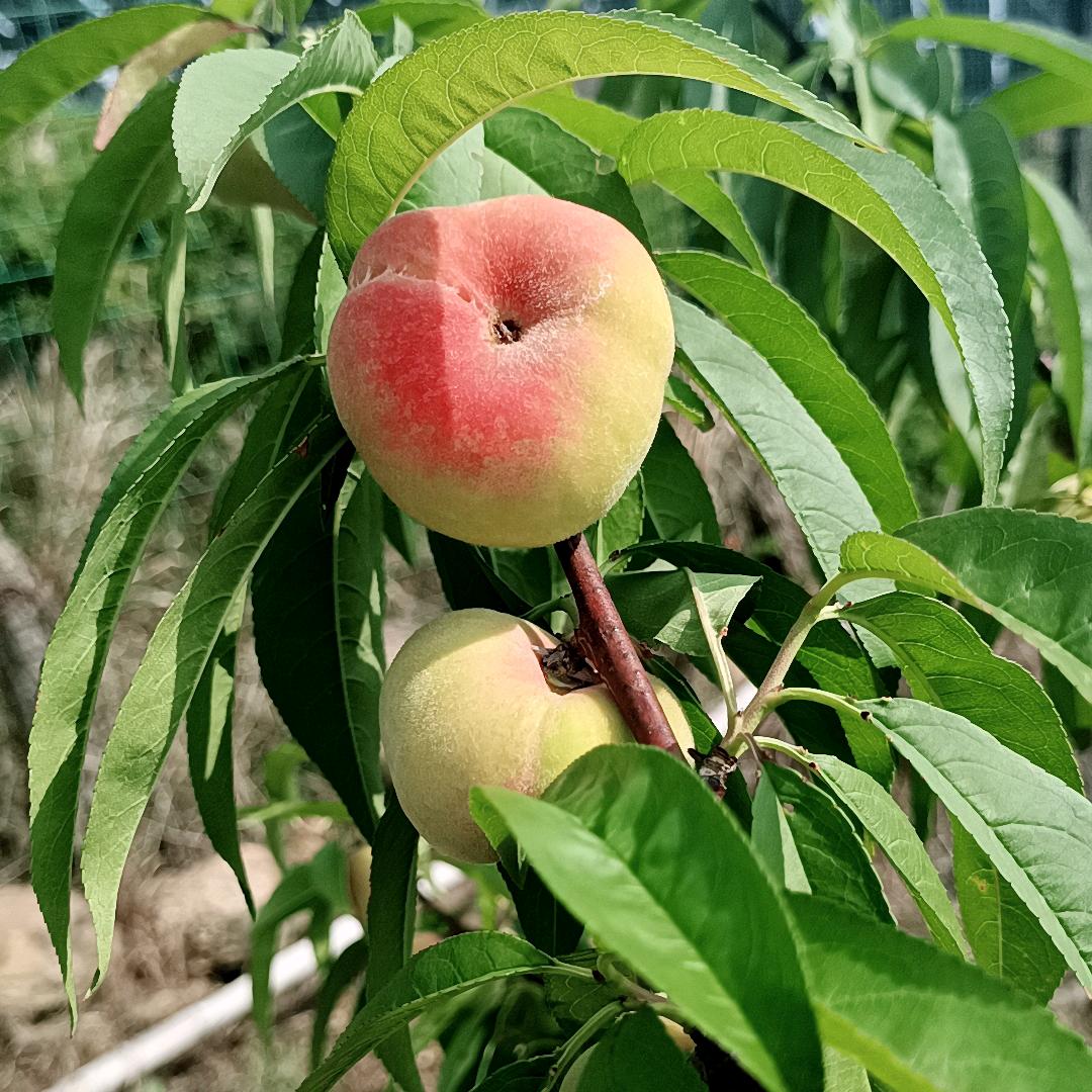 啥也不是🎈