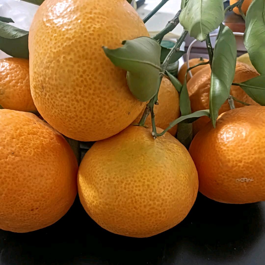 桔之缘（三农服务）