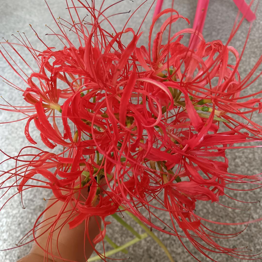 ✘兜比脸干净
