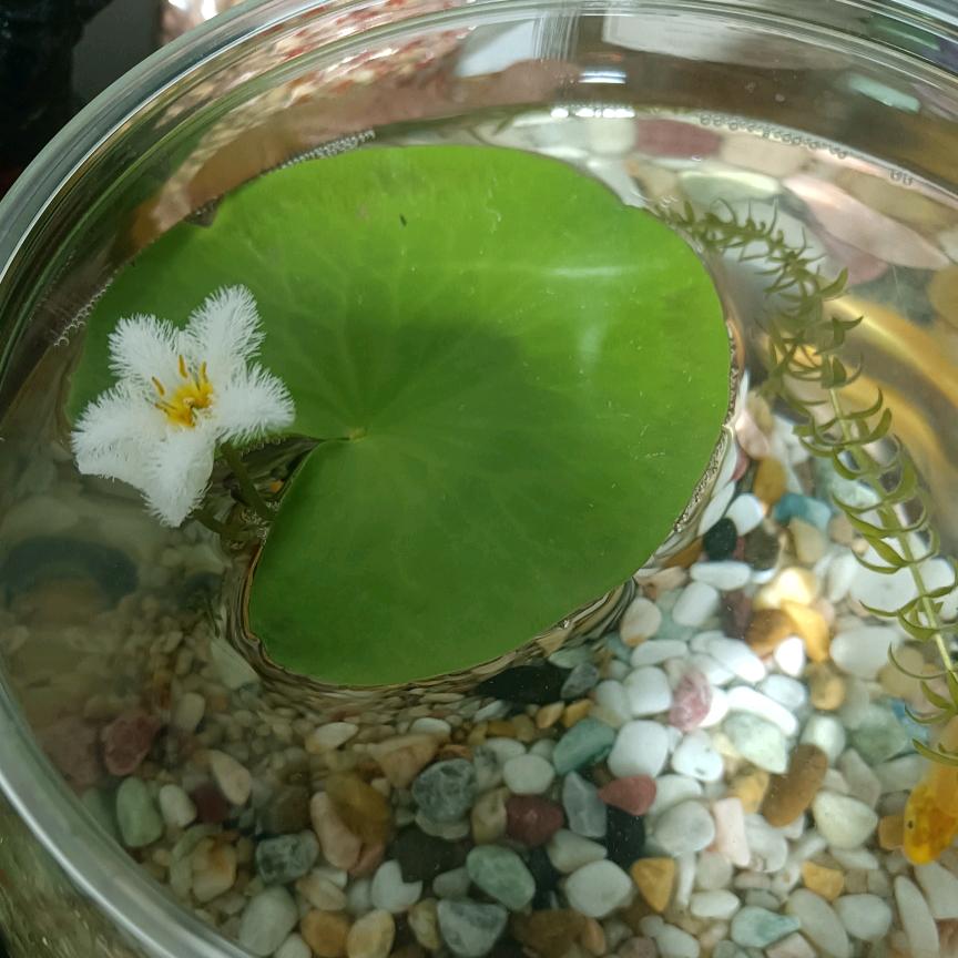水木源