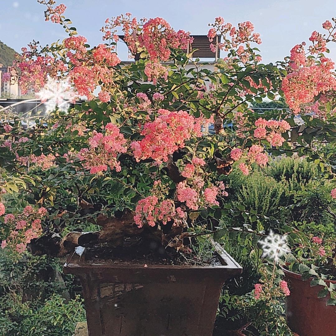 桂林云腾紫薇赤楠老桩盆景