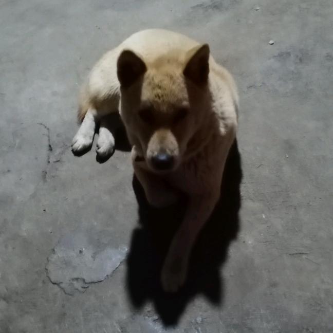 、小狗