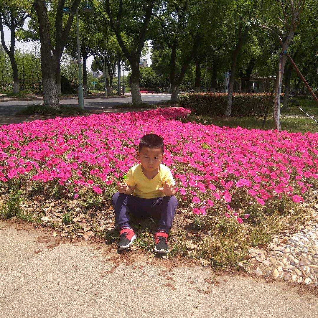 盘山虎