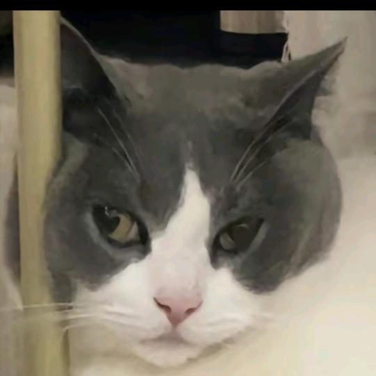 不爱运动的小樊