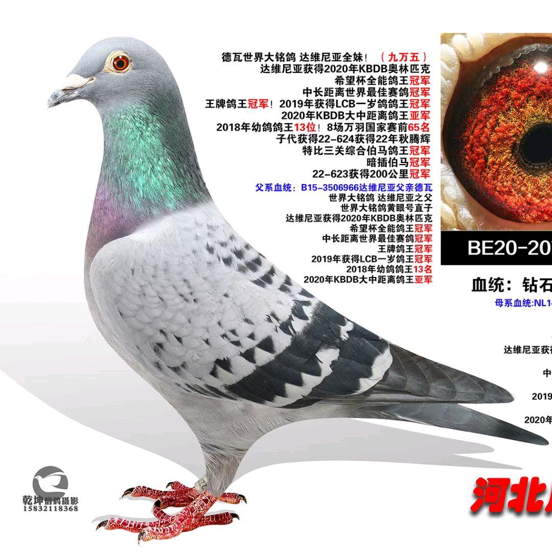 亨通赛鸽~张亮