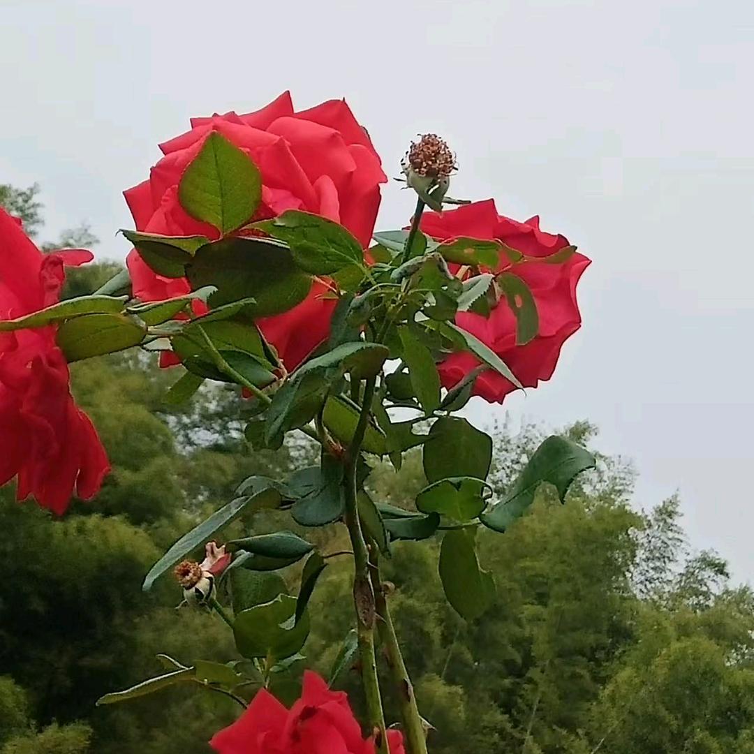 孤枕难眠