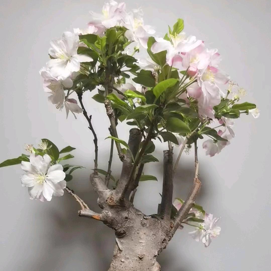 百姓苗木盆景