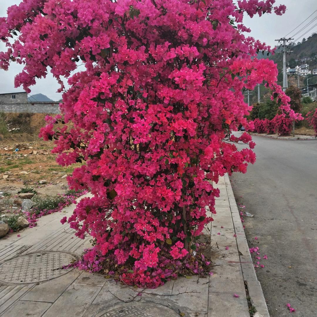 贵州赵哥