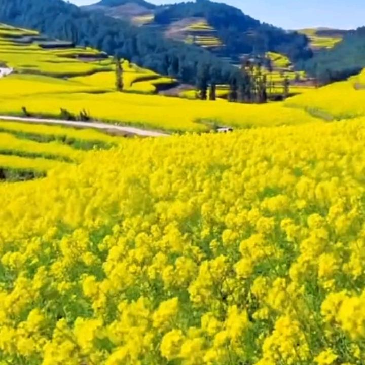 雪怕太阳，草怕霜 人怕无情，心怕伤