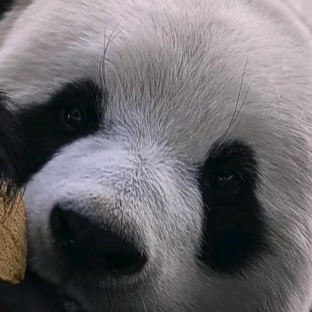我愛飛云头像