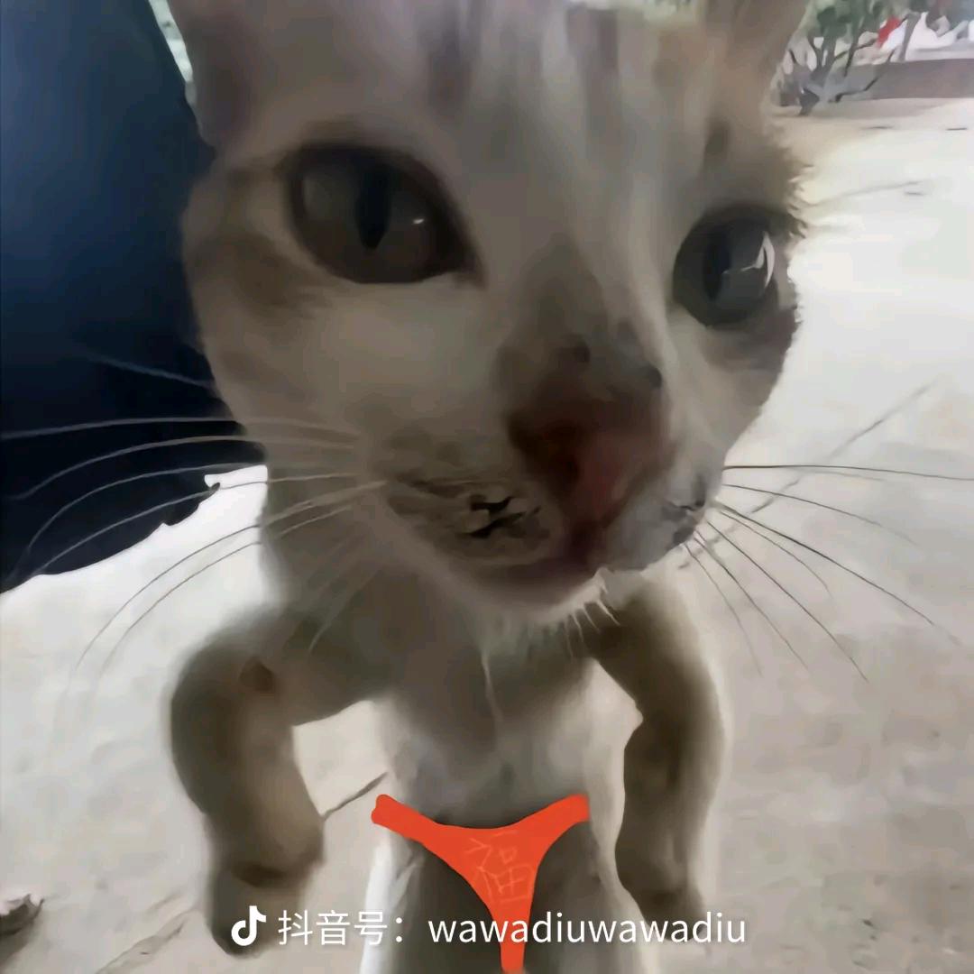 喵喵喵~（不可仿）