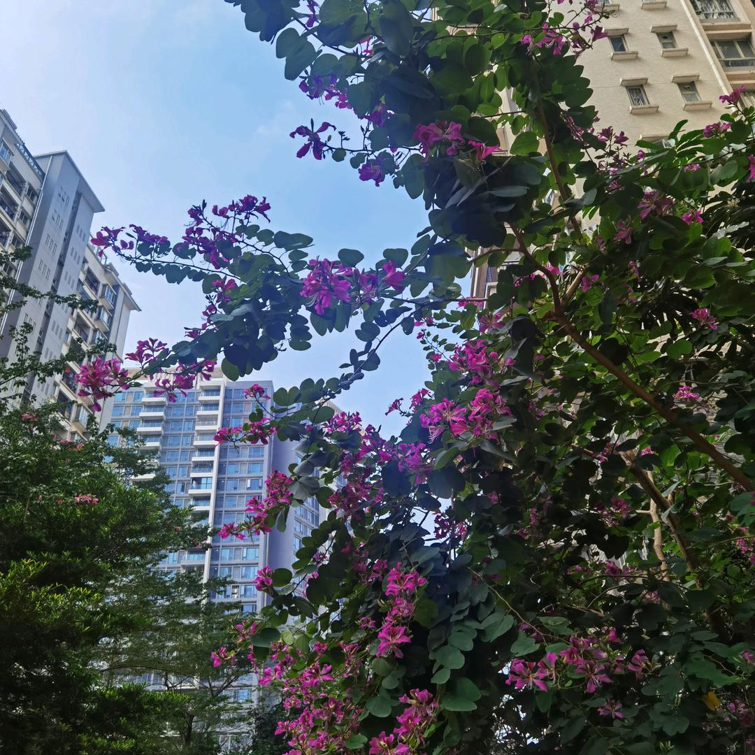 星辰会