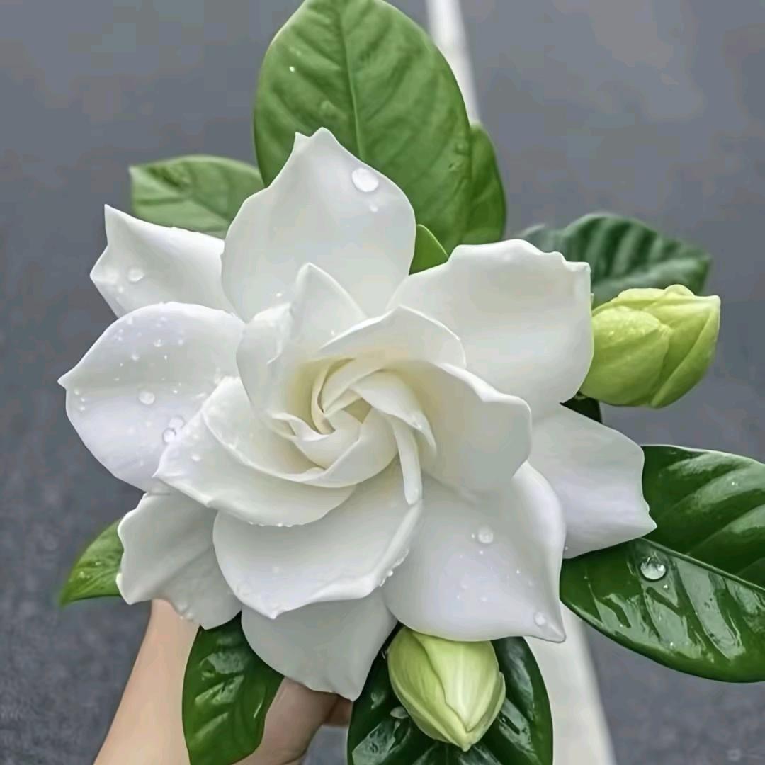 四季