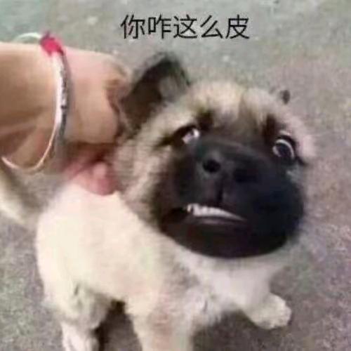 自强社技术开发