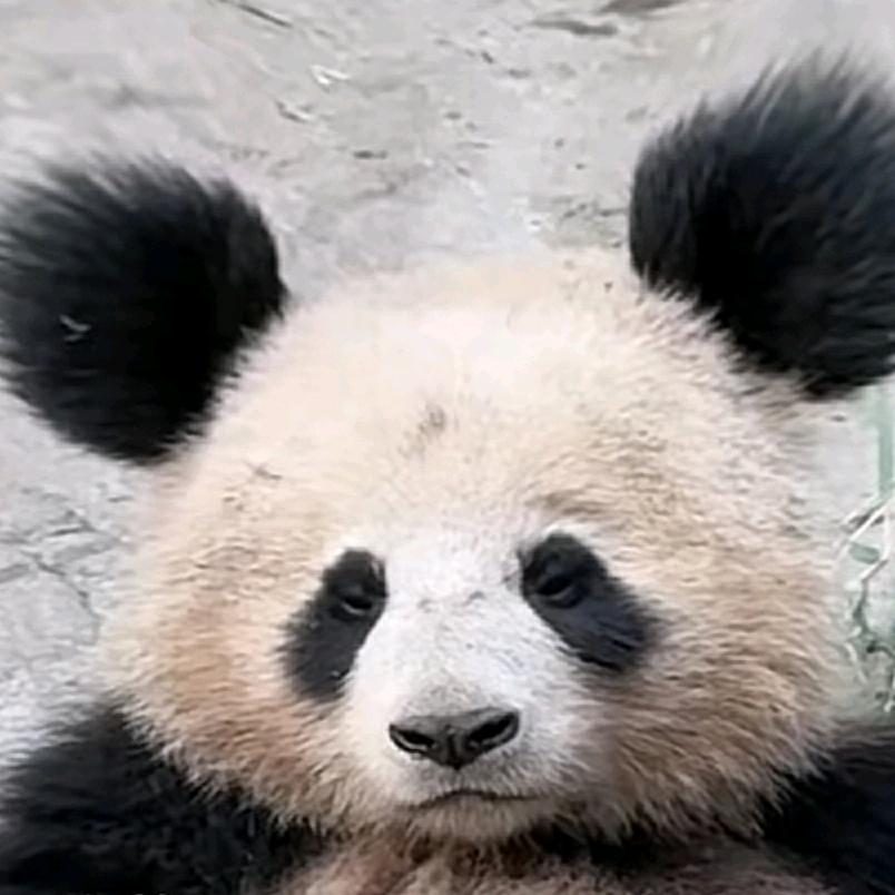 骑白马的小白龙