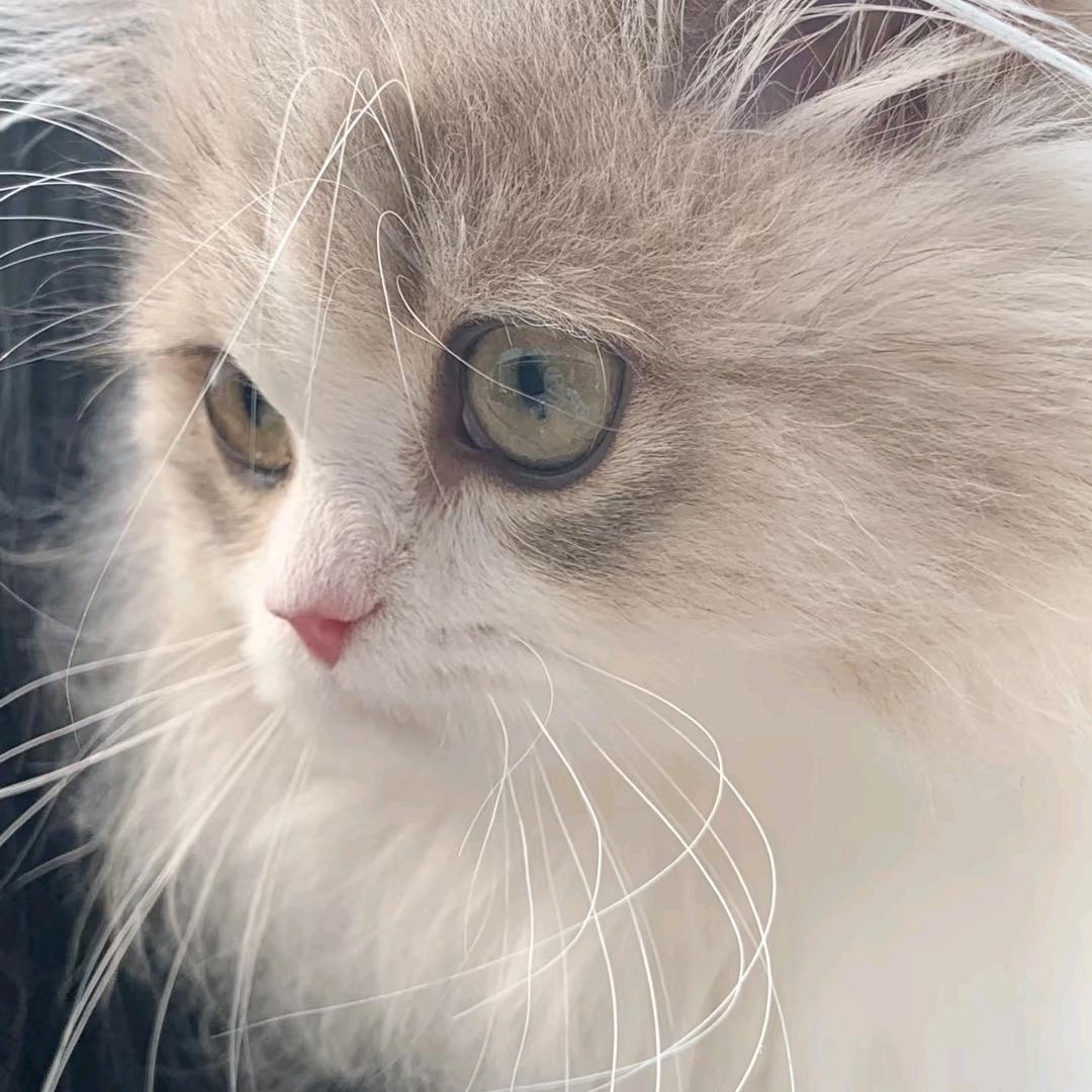 喜欢蓝色（主页拿食谱）