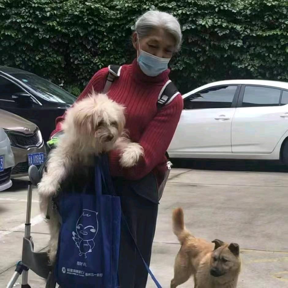 乖乖妈和她一群流浪毛孩子们