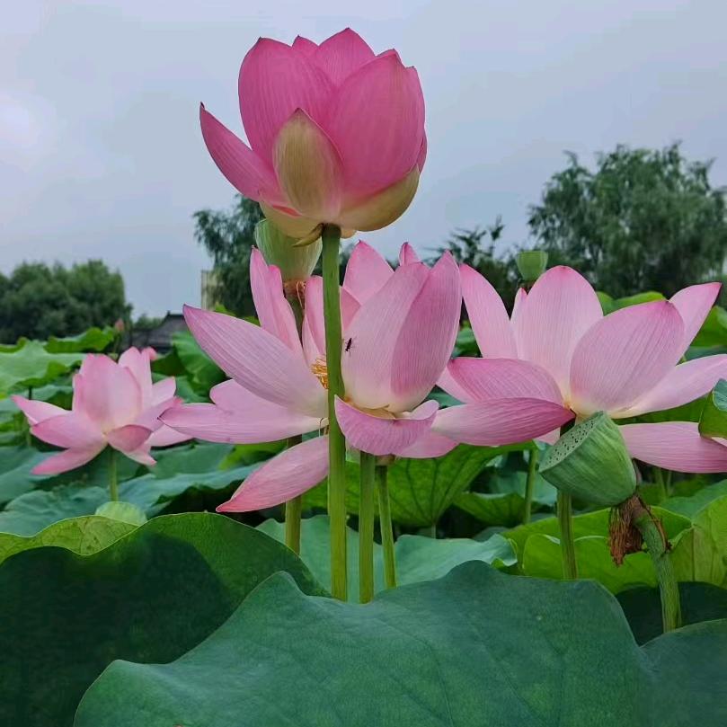 白洋淀旅游接待