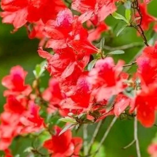 红花