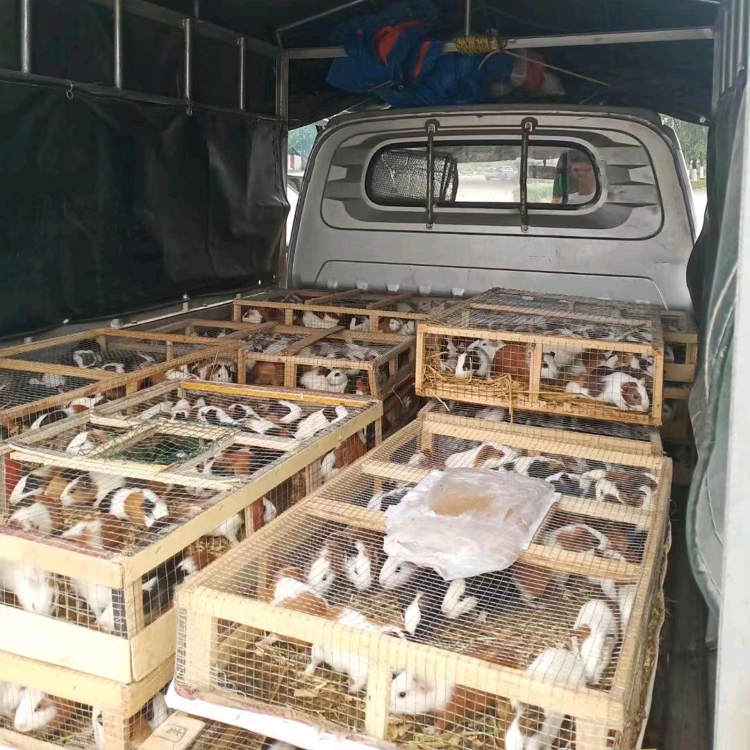 广西 豚鼠收购商小伟哥