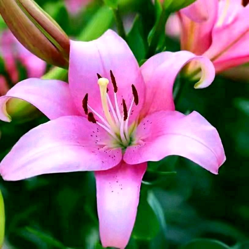 山茶🌸