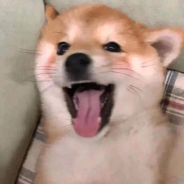 猫呆不呆～