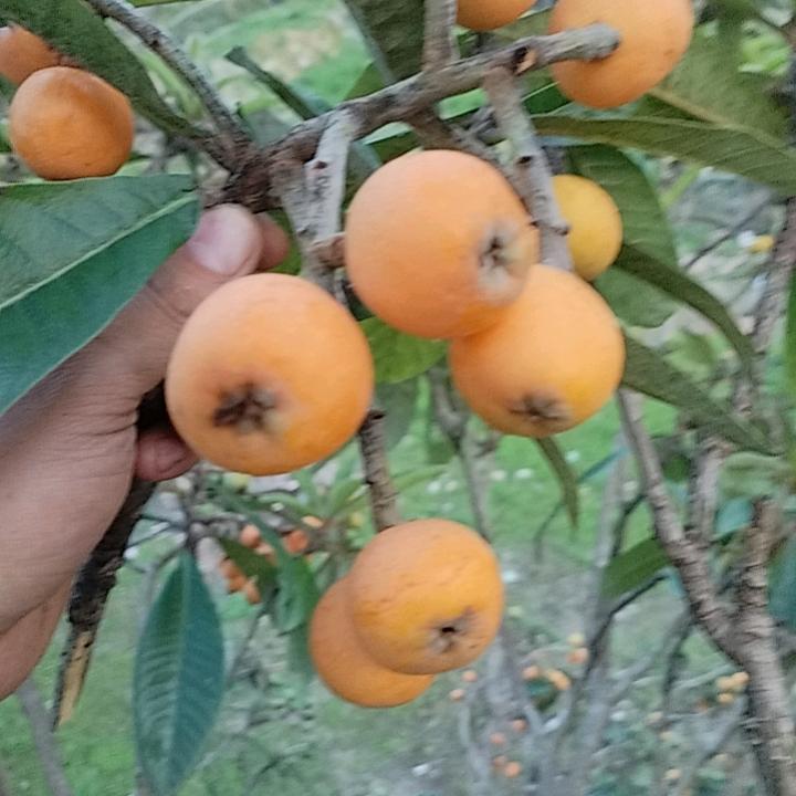 李大哥哥