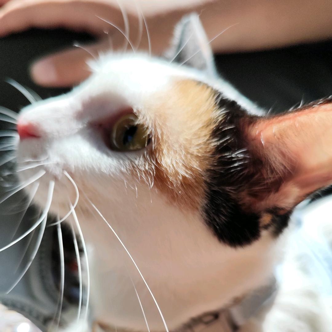 🌈一只喵喵喵🍀