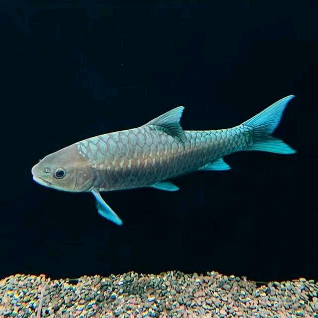 M姐系原生【吉罗鱼】