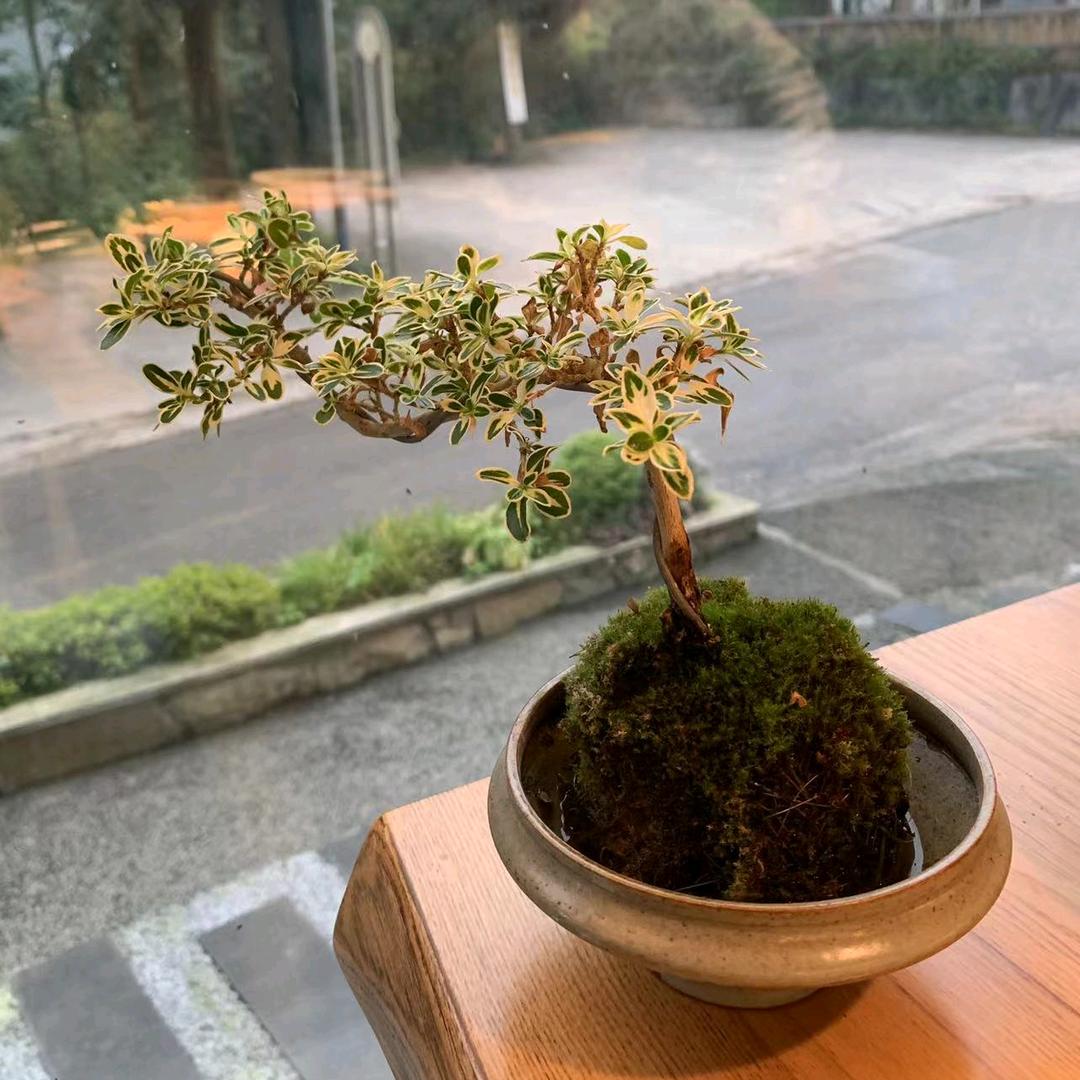小萝卜墩儿