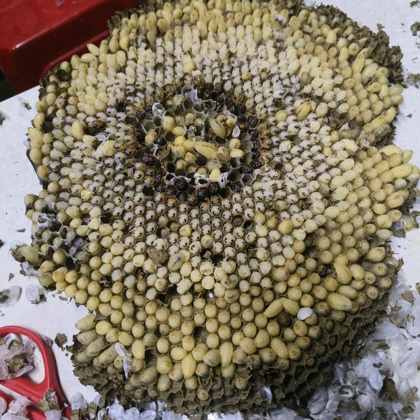 天涯都随风