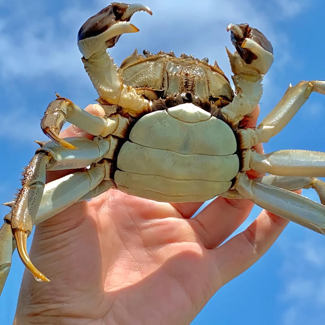 蟹友意大闸蟹