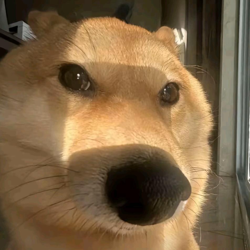 去码头搞根薯条