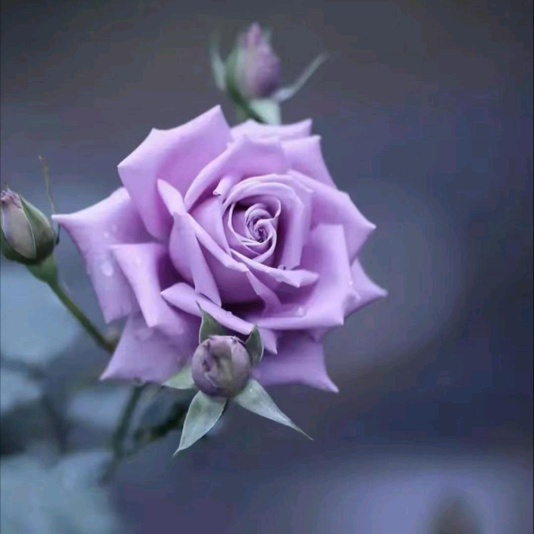 紫色蔷薇