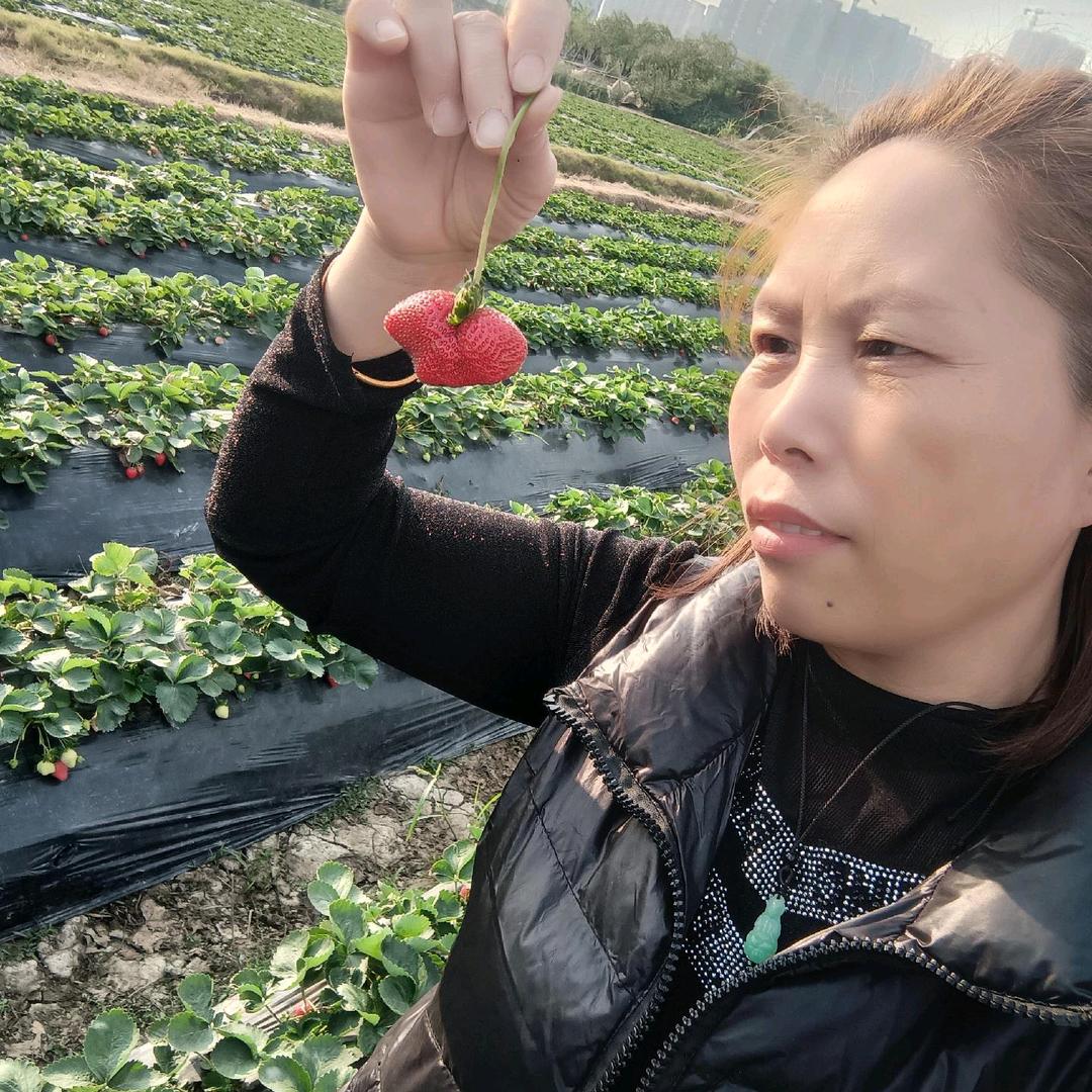 河南霞姐