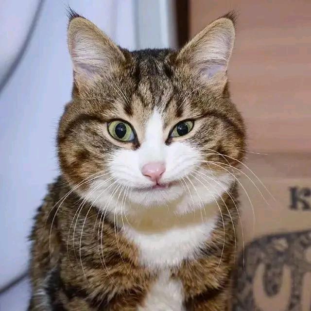 猫哥解读