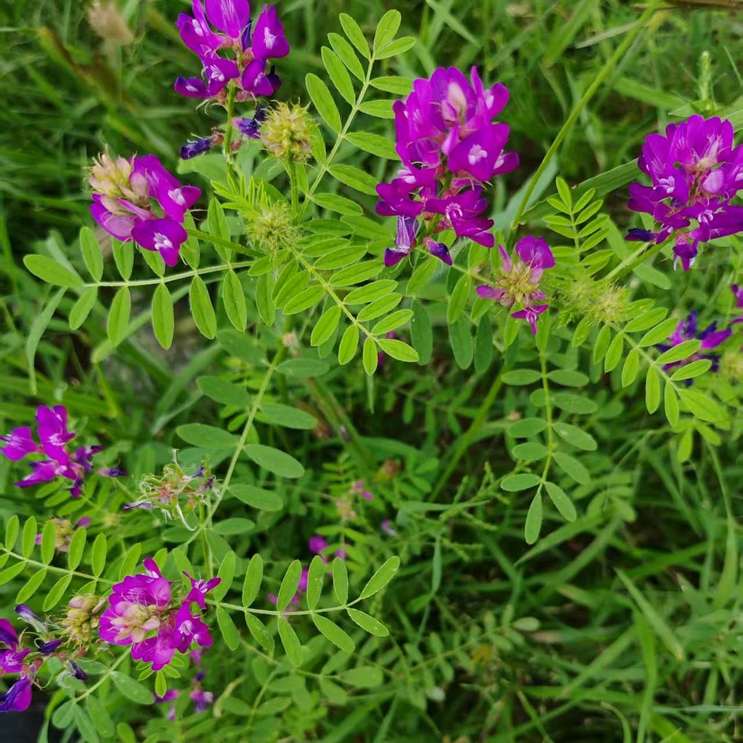 后山黄芪农贸店