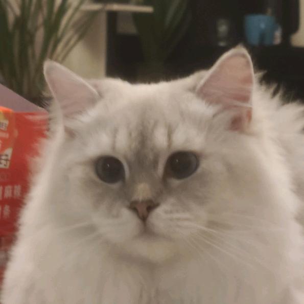 奥斯卡