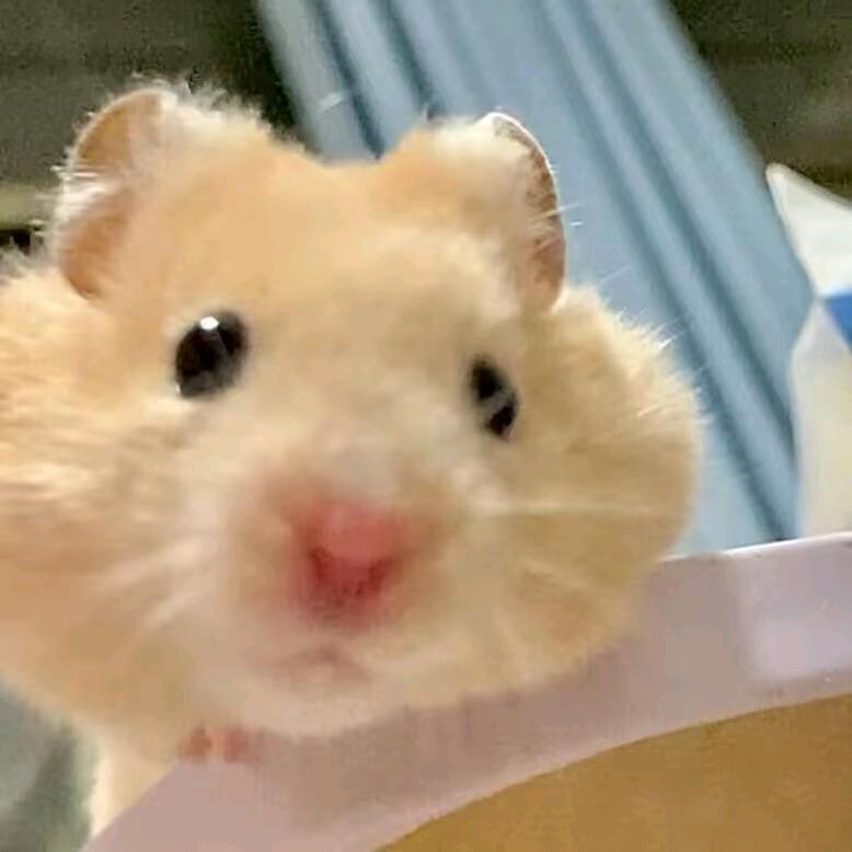 小瓜子呀