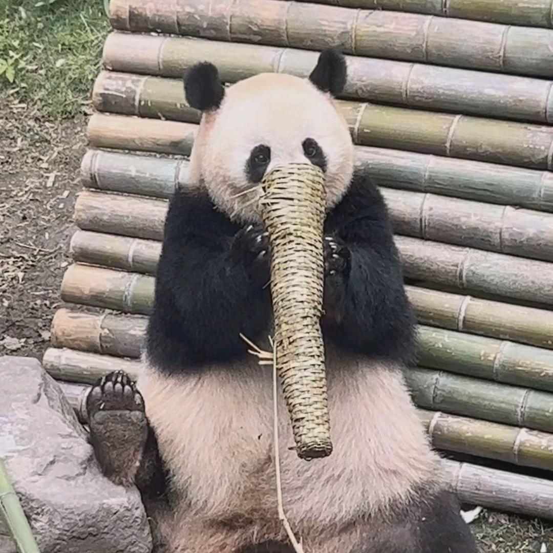 咸粽甜脑月亮饺