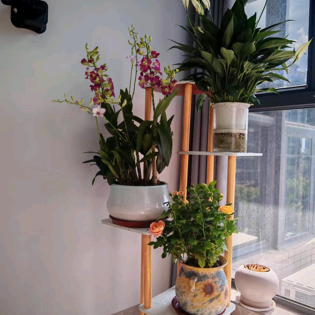 君君～排行老三