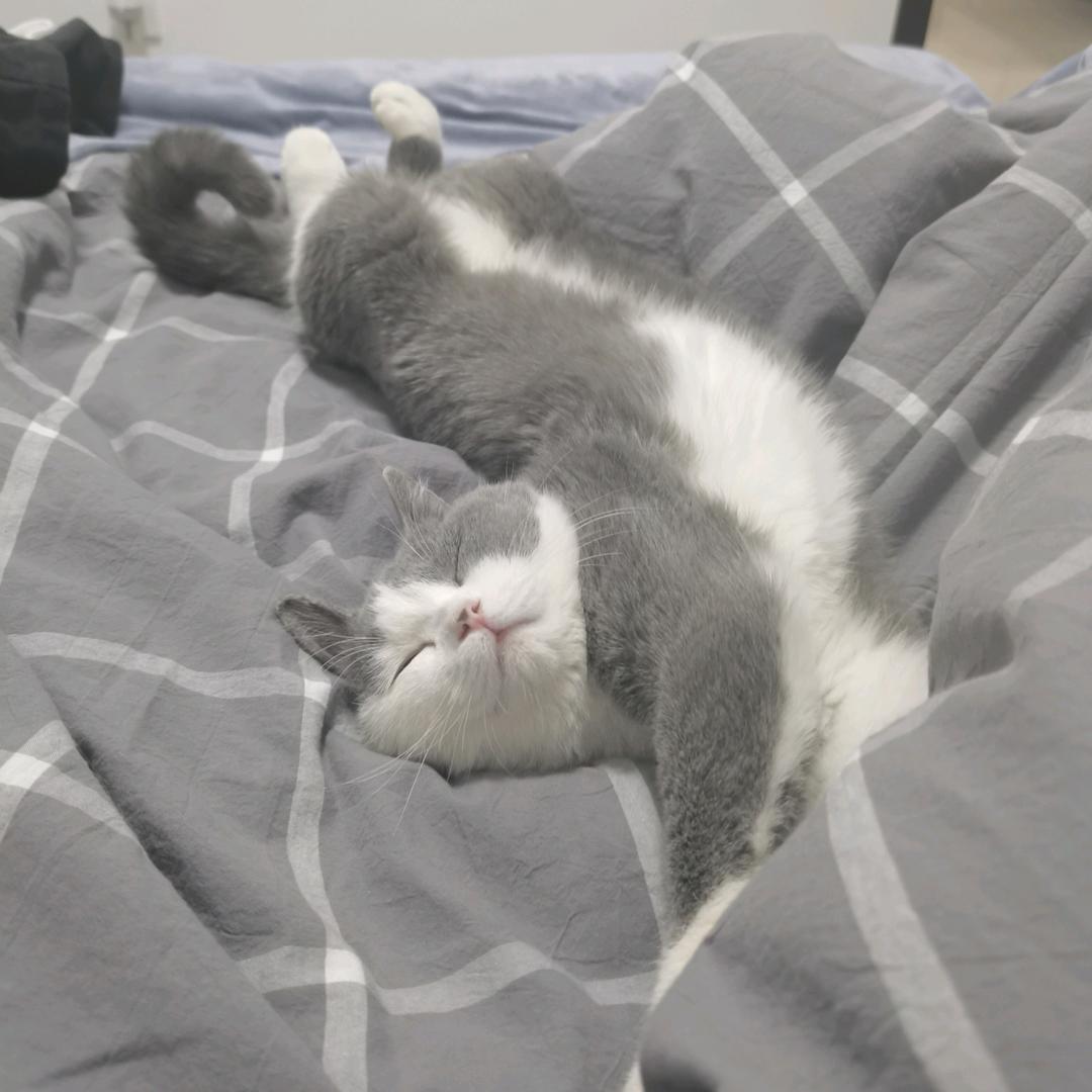 九月是一只猫🐱