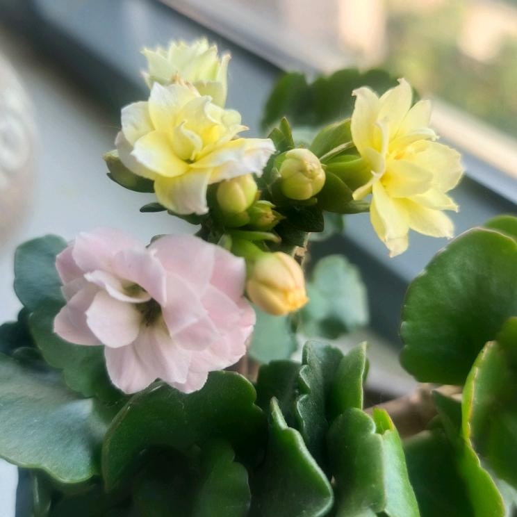 🌹泽睿奶奶🌹