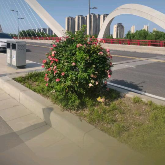 阳光明媚。🌹🌹