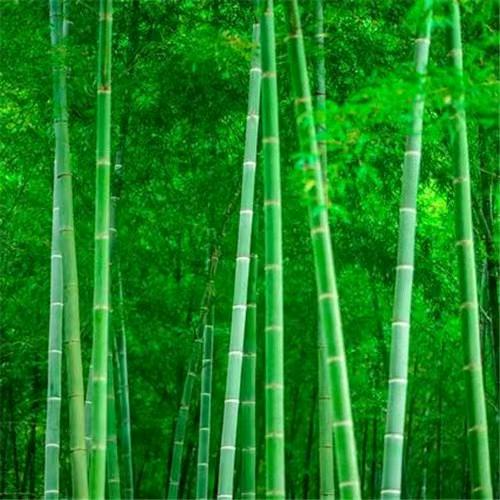 梦倾听者