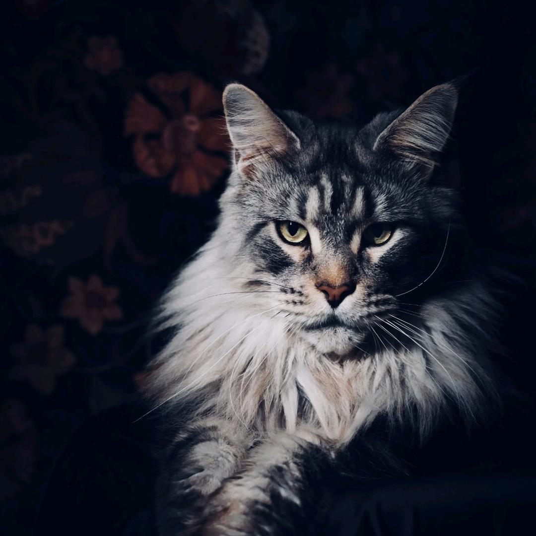 Loffee洛菲缅因 (售猫)