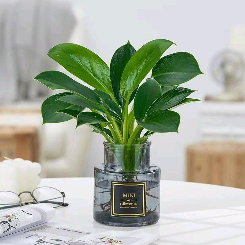 牛a牛花草绿植优选